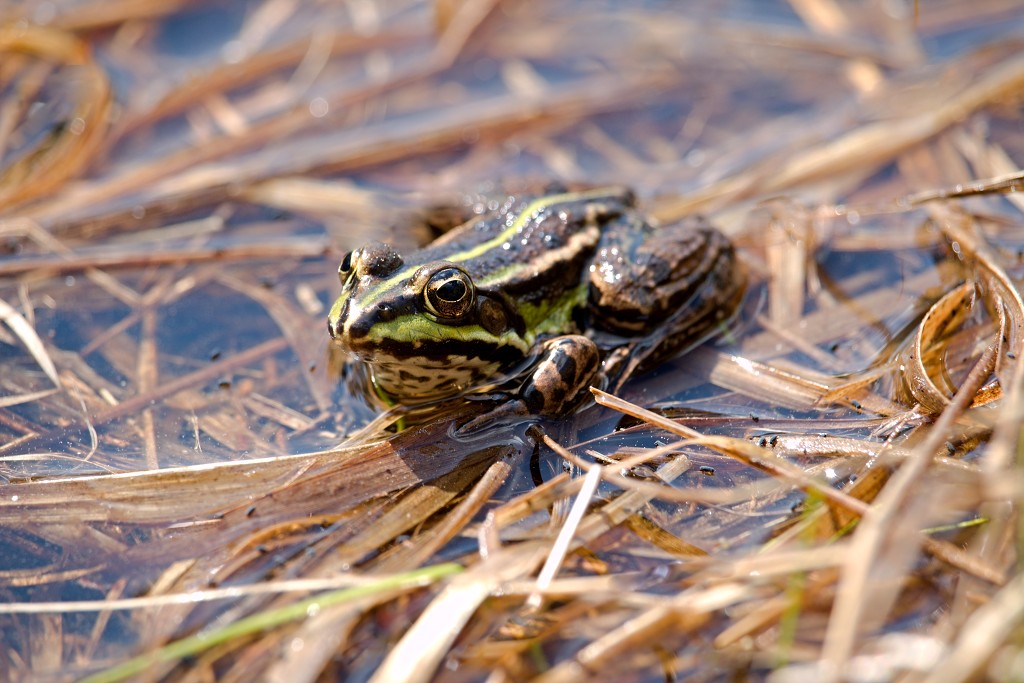 kalmhoutese heide hei hdr natuurgebied natuur landschap natuurpark natuurreservaat wandelen heidegebied bossen vennen
